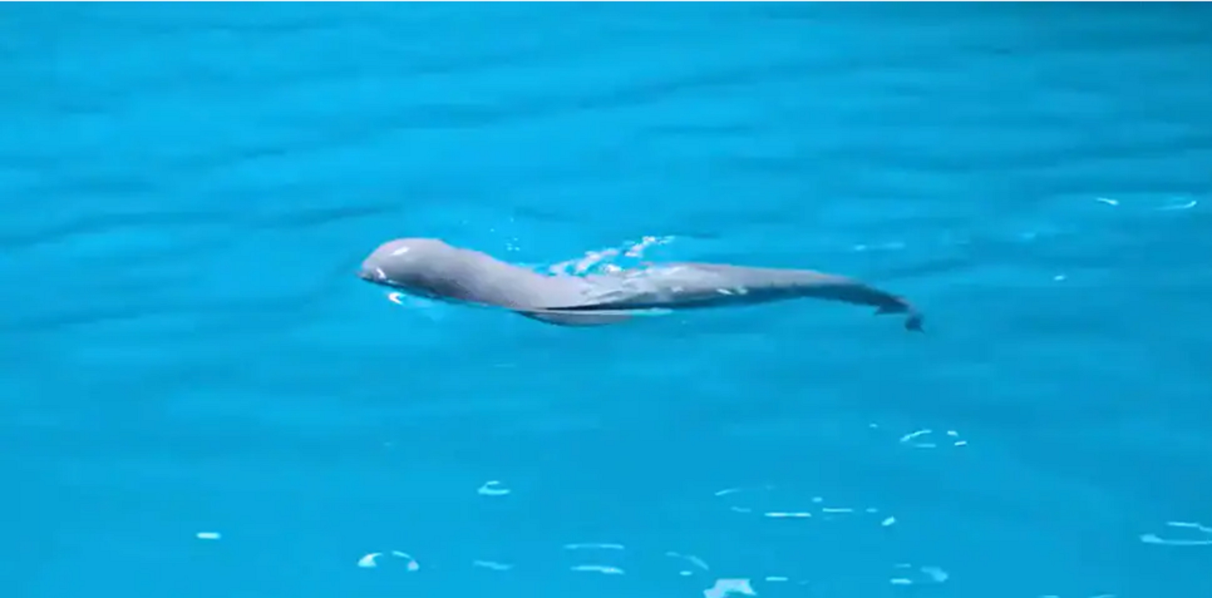 Beluga Whale - ವಿಜಯವಾಣಿ