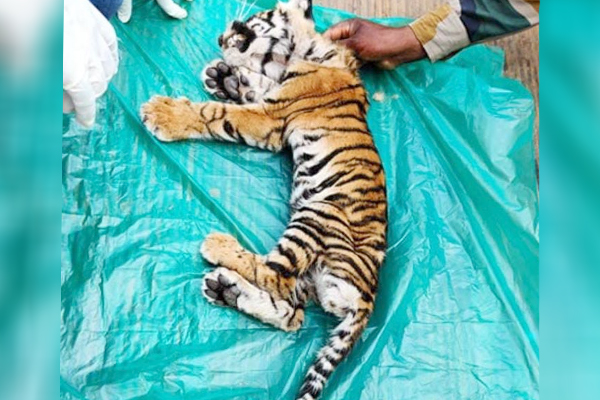 tiger cub death - ವಿಜಯವಾಣಿ